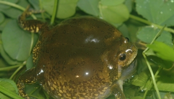 thumbimg