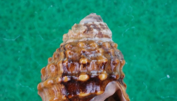 thumbimg